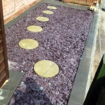 Front garden 1